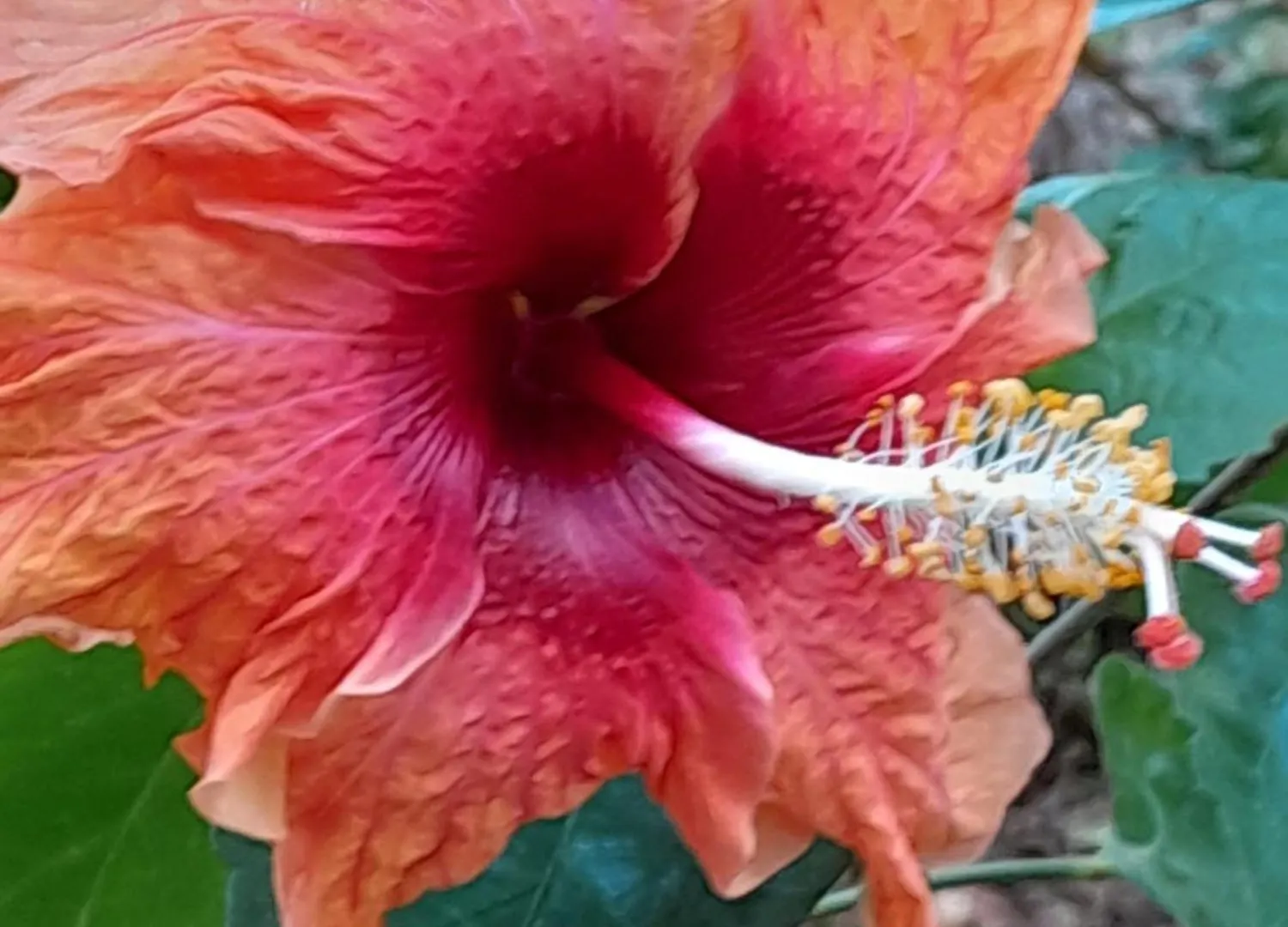 דירות לה ווקלה Les Bougainvilliers
