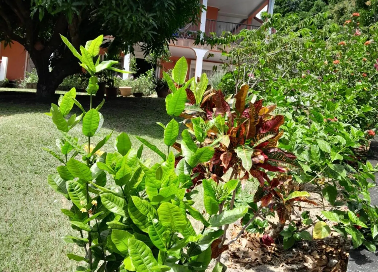 Les Bougainvilliers Apartman Le Vauclin