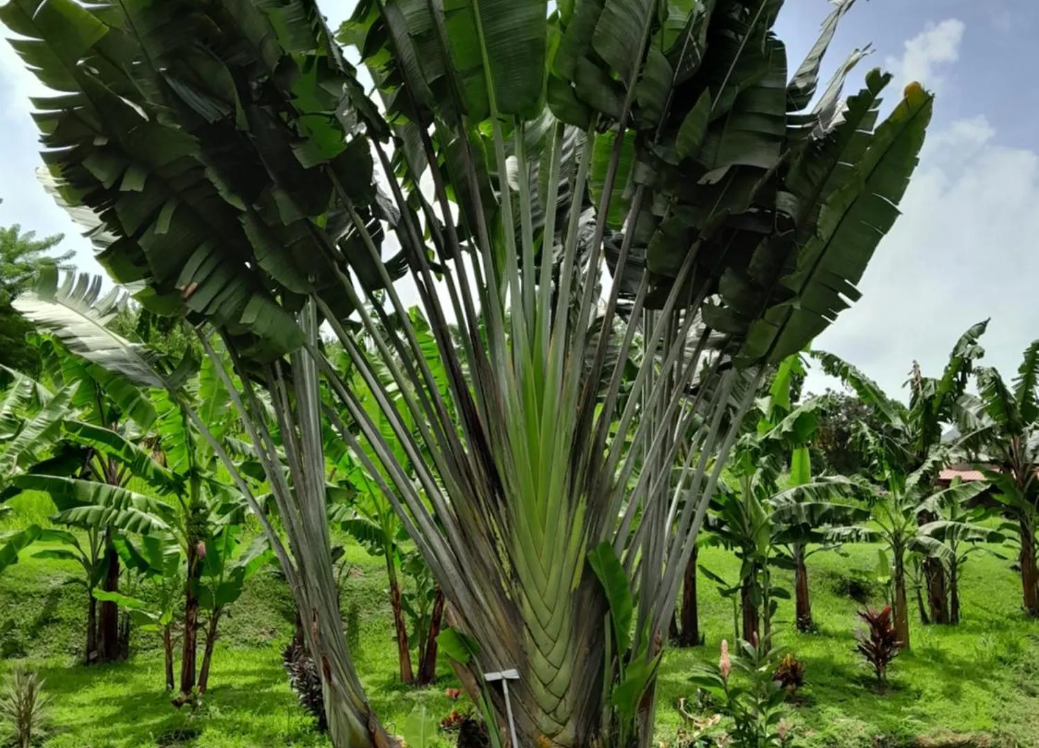 Les Bougainvilliers Apartman Le Vauclin 0*,  Martinique